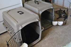 Favorite blankets added to kennels